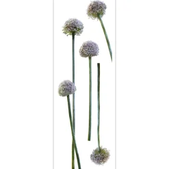 Stickers De Fenetre|Stickers & Embellissements*Draeger Paris Sticker Fenêtre Fleurs d'ail rose